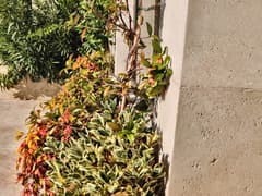 Эксклюзивная вилла в Добрых Водах №1810