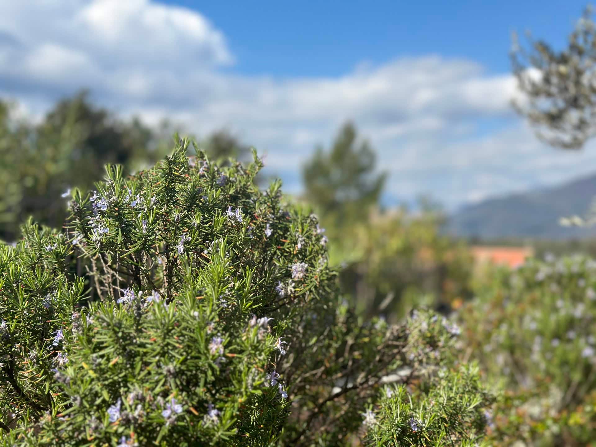 Procvetali ruzmarin na pozadini planinskog pejzaža i neba u naselju Krašići, Crna Gora, pogled sa teritorije apartmana.