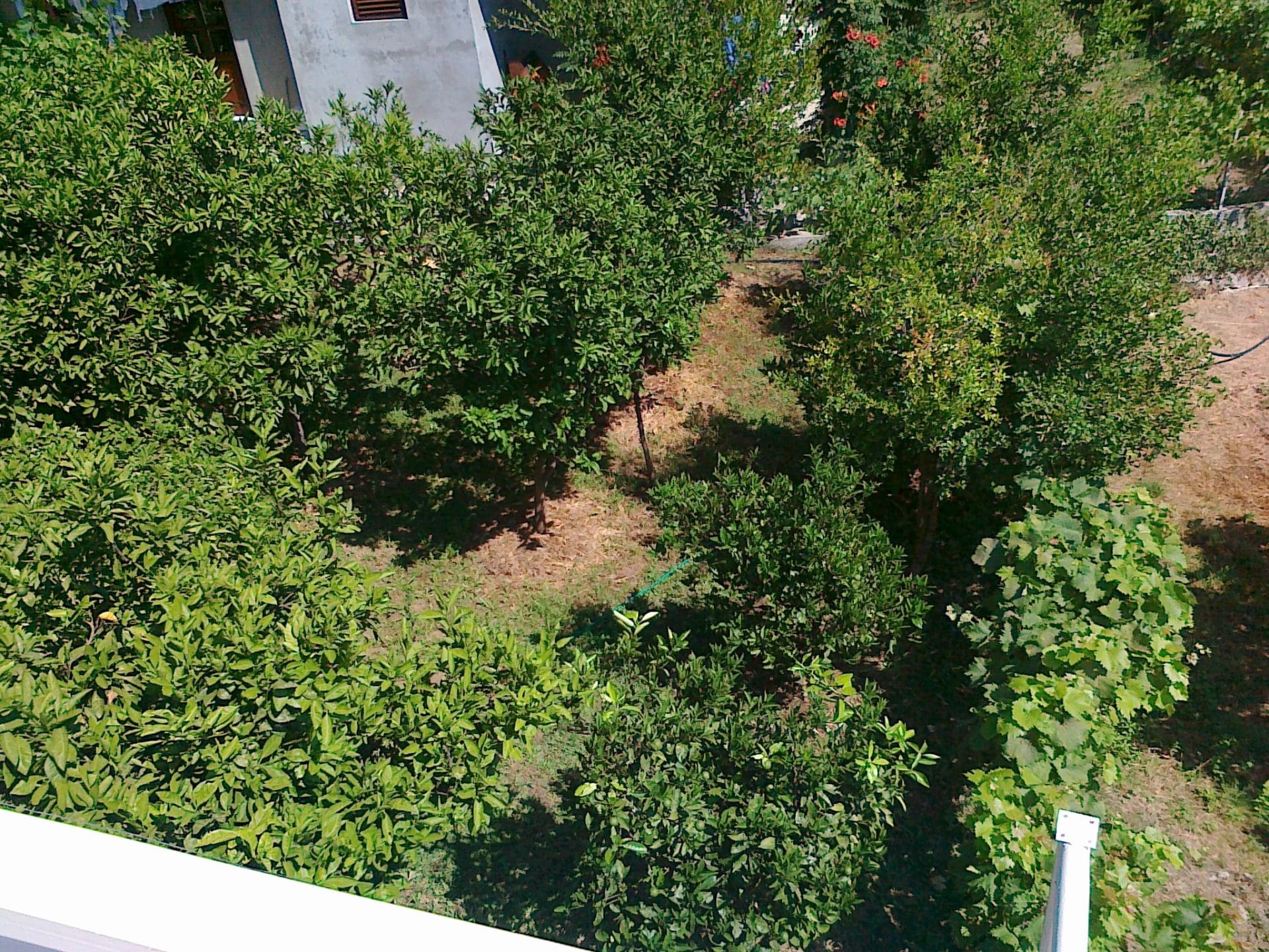 Karadağ, Herceg Novi’de özel bir evin yanında narenciye ağaçları ve üzüm asmalarının bulunduğu yeşil bahçe manzarası.