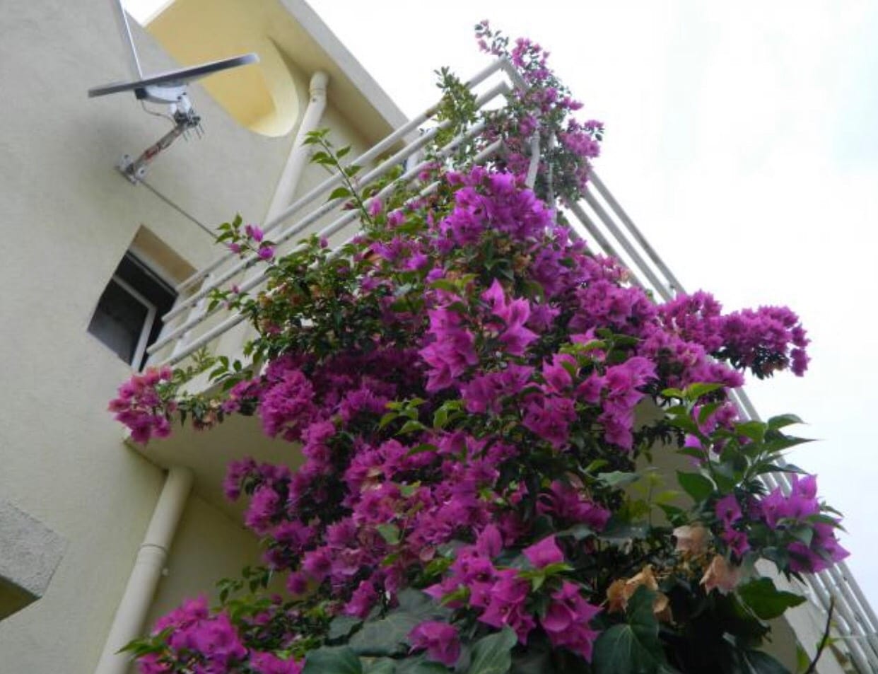 House facade in Bar, Montenegro, decorated with blooming pink bougainvillea on the balcony and white railings.