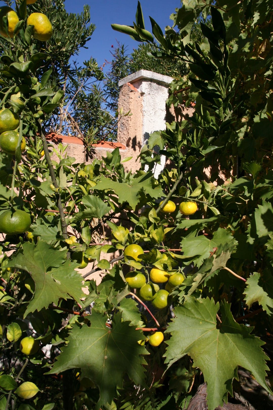 Green garden with citrus trees and grapes on the villa grounds in Kavac, Bay of Kotor, Montenegro