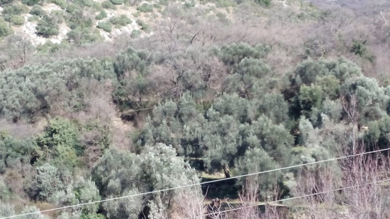 Pogled na zelenu parcelu sa maslinama u Bečićima, Budvanska rivijera, Crna Gora. Građevinsko zemljište.
