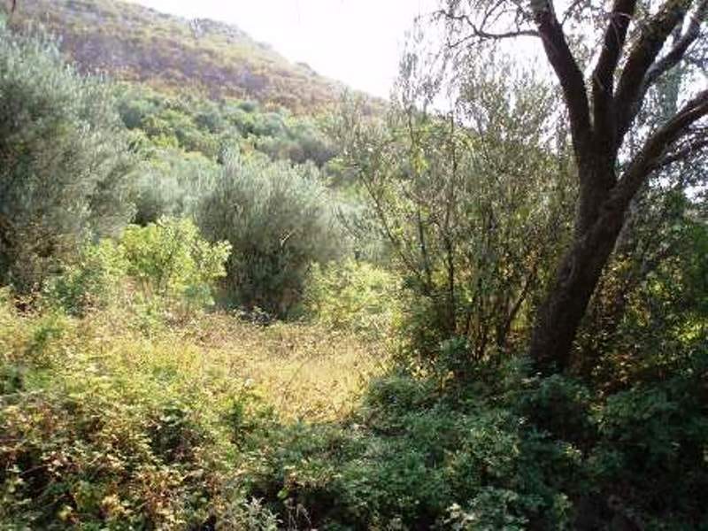 Građevinsko zemljište u Reževićima, Crna Gora: slikovita parcela sa maslinama i pogledom na brda.