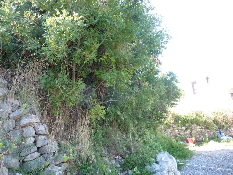 Land plot in Krašići, Montenegro: view of the natural landscape with stonework and dense vegetation.