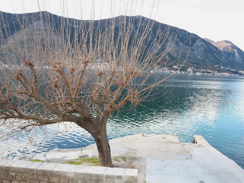 Vue sur la baie de Kotor et les montagnes depuis le ponton privé de la maison à Dobrota, Monténégro, avec un arbre au premier plan.