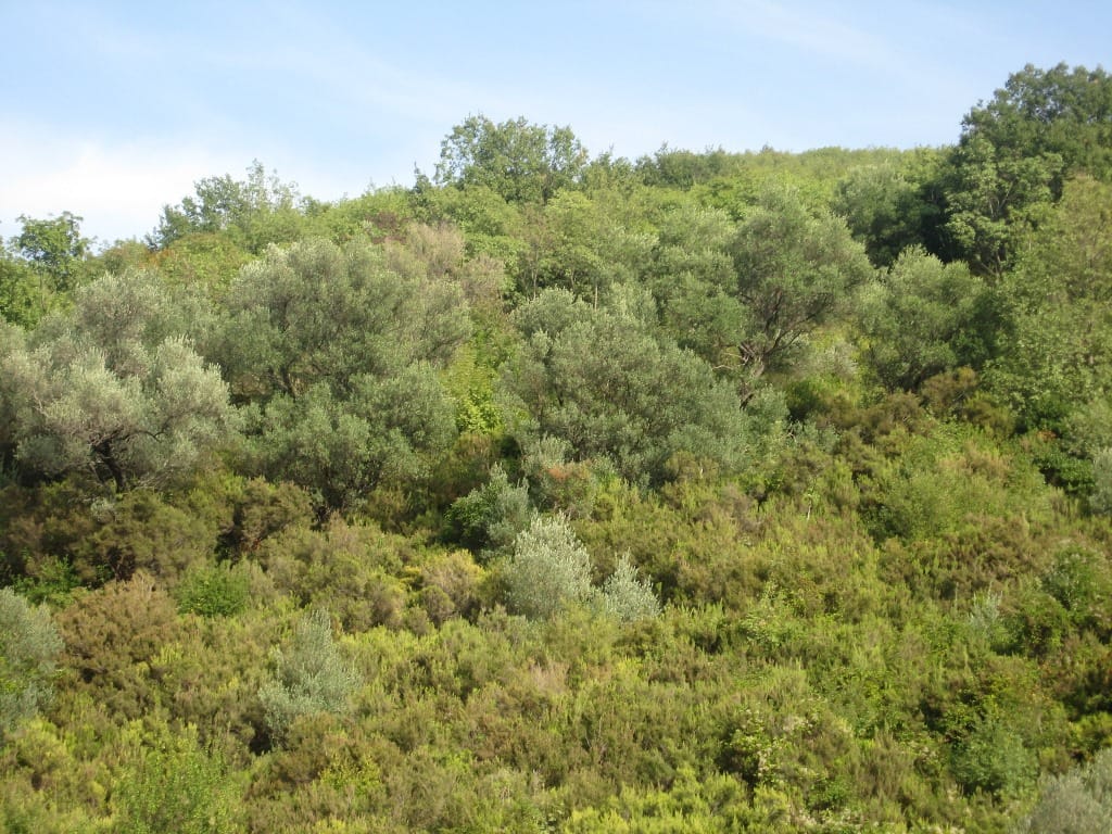 Green slope with olive trees on a building plot in Herceg Novi, Montenegro, with a nature view.