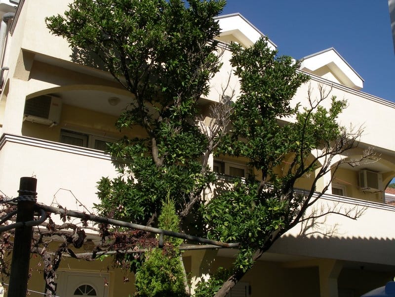 House facade in Budva, Montenegro: light walls, balconies with air conditioners, and a green citrus tree in the yard.