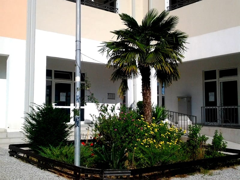 Inner courtyard of a residential building with a palm tree and a flower bed by the apartment entrance in Bar, Montenegro.