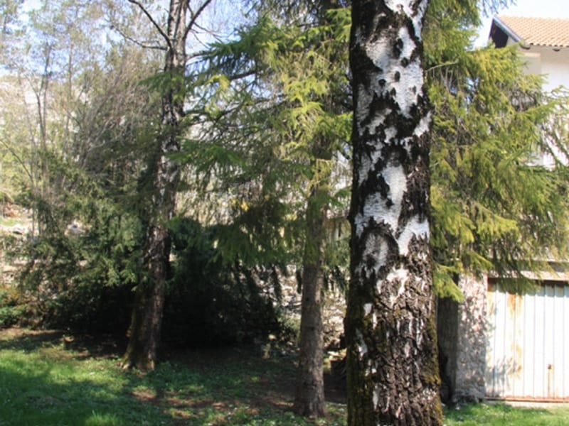 Terrain verdoyant avec bouleaux et conifères sur la propriété d'une maison privée à Nikšić, Monténégro.