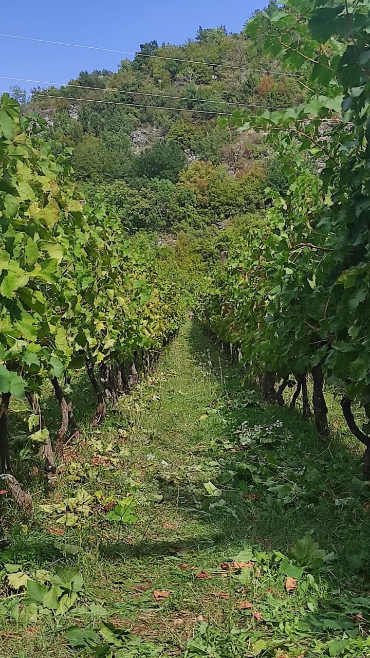 Zeleni vinograd na parceli kuće u Crmnici, Bar, Crna Gora: pogled na redove loze i planinski obronak po sunčanom danu.