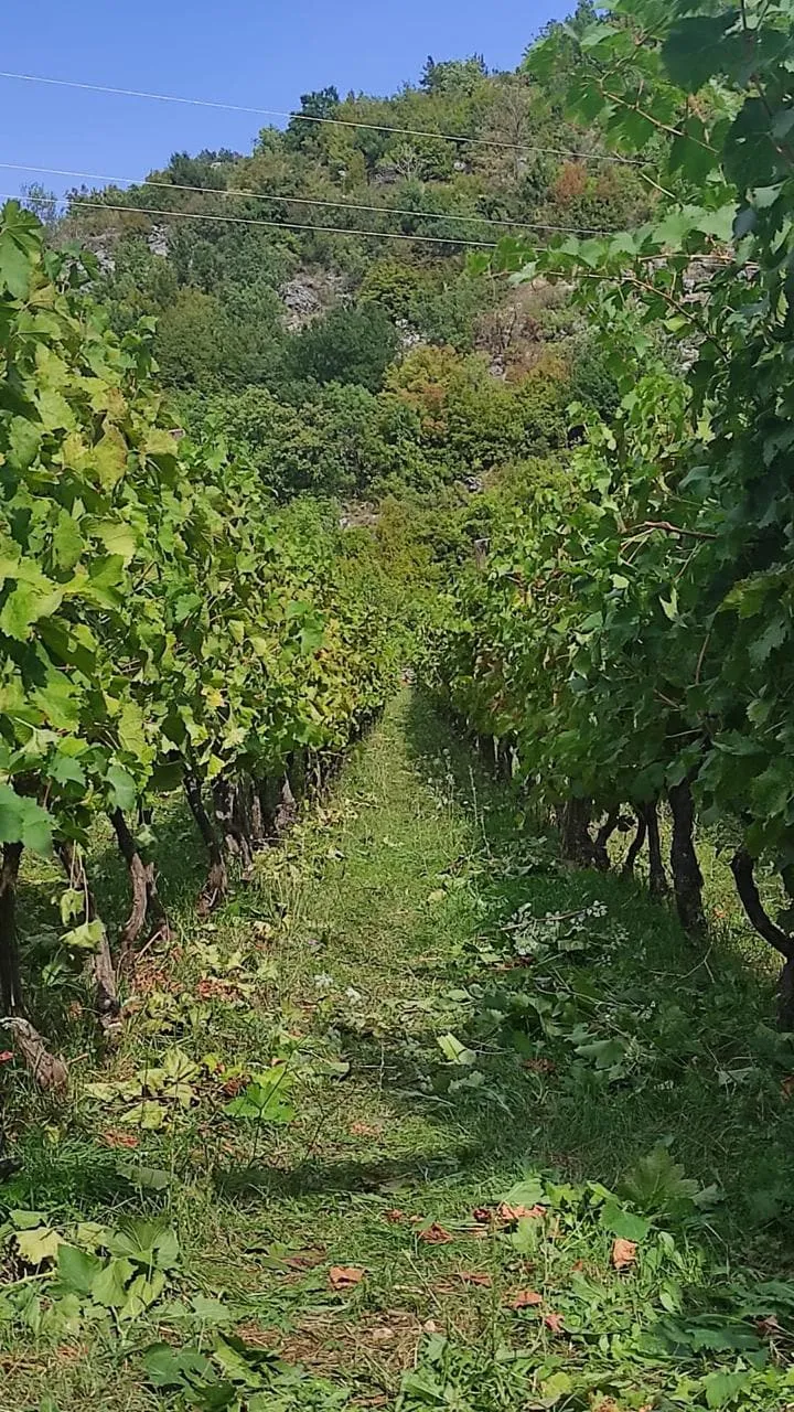 Rangée de pieds de vigne dans un vignoble sur une colline