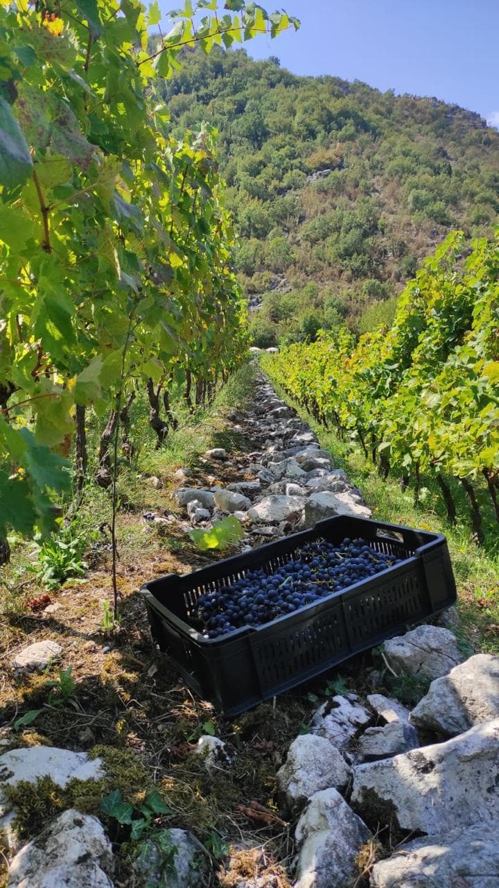 Berba grožđa u privatnom vinogradu kod kuće u Crmnici, Bar, Crna Gora: gajba sa berbom u pozadini planinskog obronka.