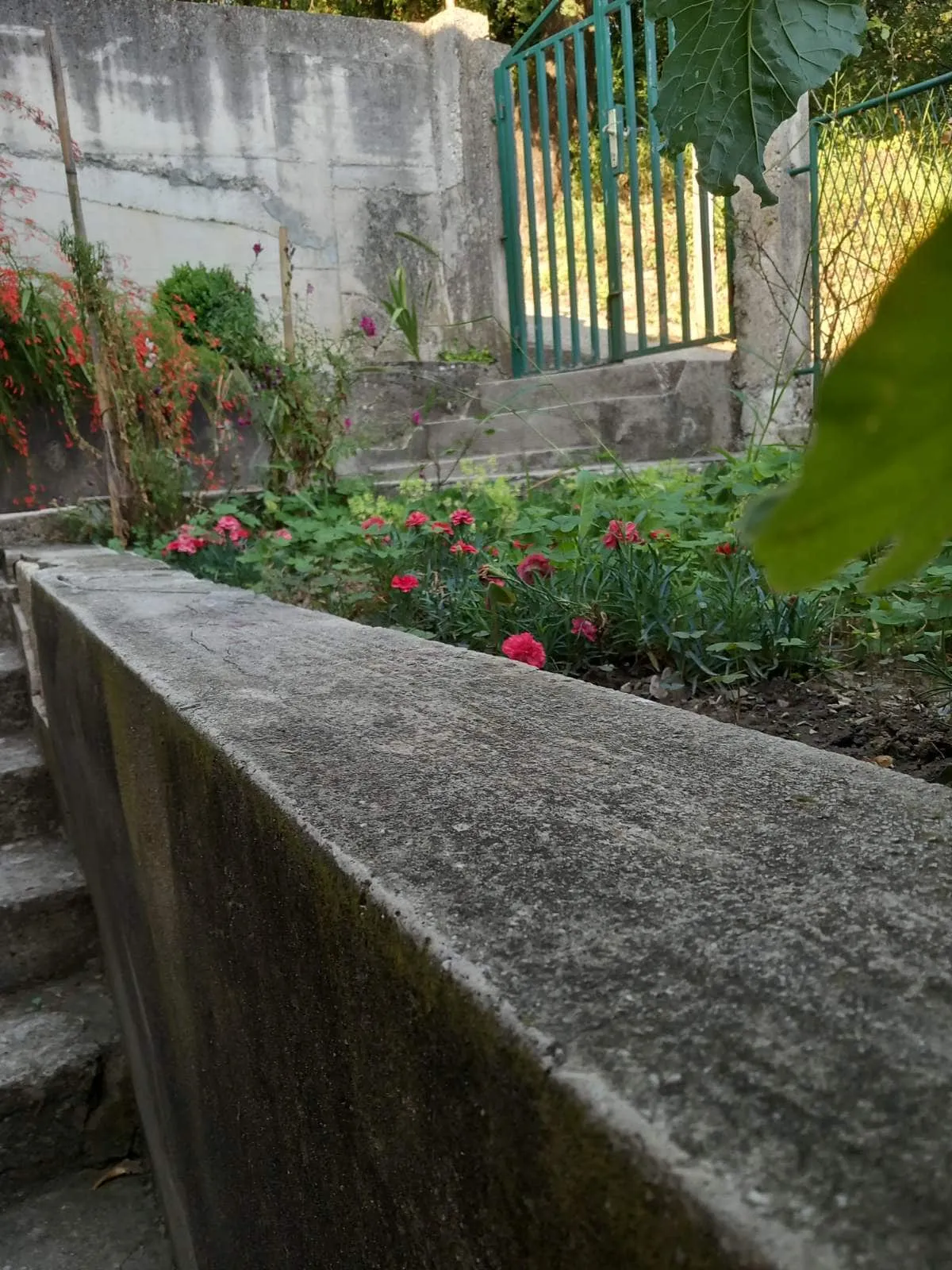 Gemütlicher Garten mit blühenden Nelken und Betontreppe an einem Privathaus in Igalo, Montenegro.