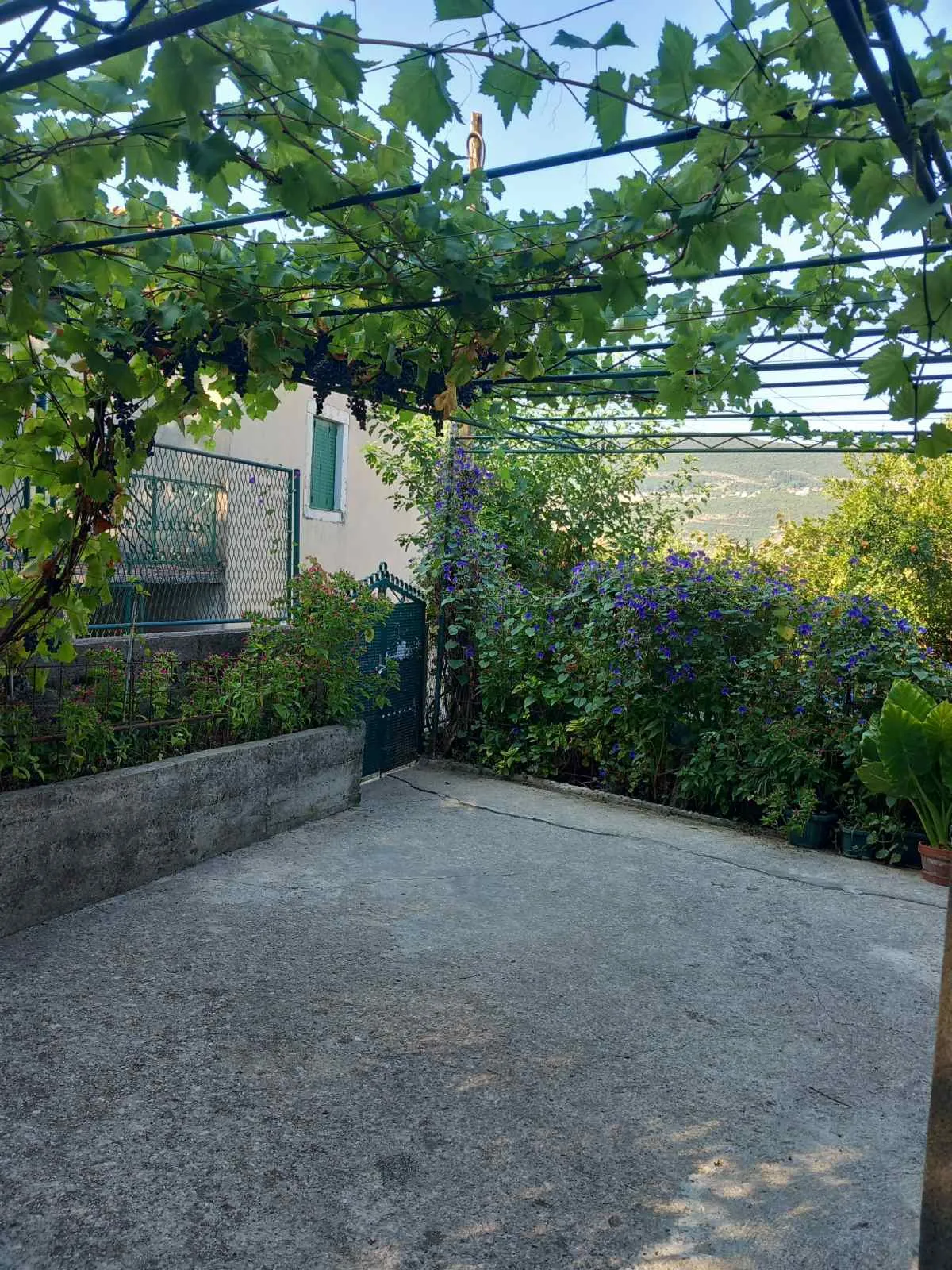 Gemütlicher Innenhof mit Weinpergola und blühendem Garten am Haus in Igalo, Montenegro. Blick auf die Terrasse und die Berge.
