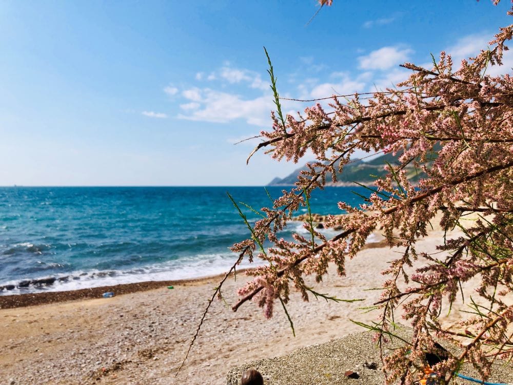 Karadağ, Dobra Voda’daki evin yanındaki çiçek açan tamarisk ile deniz ve plaj manzarası. Adriyatik kıyısı.