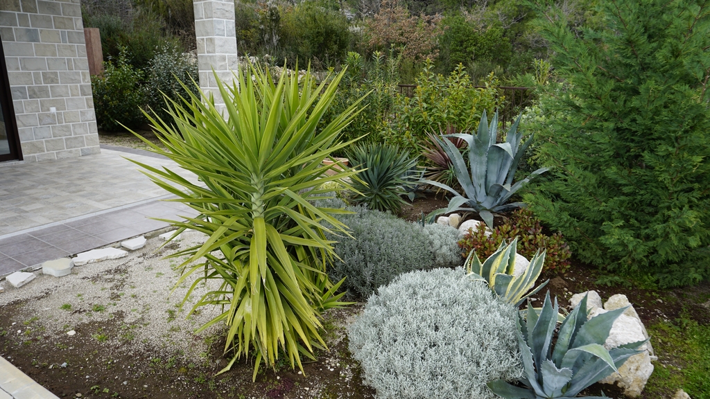 Aménagement paysager du jardin avec yucca et agaves près d’une villa en pierre à Igalo, Monténégro.
