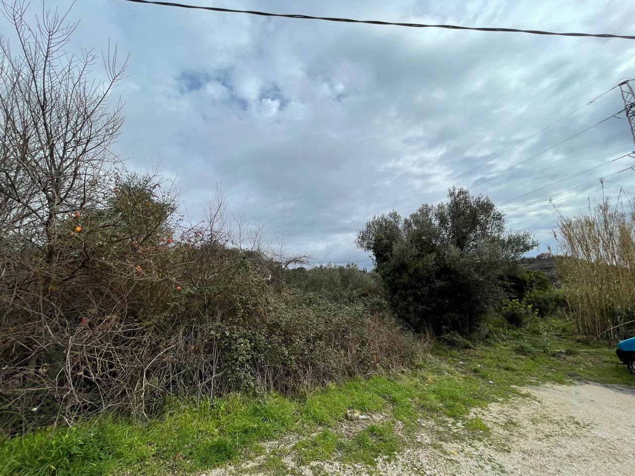 Blick auf ein zugewachsenes Grundstück mit Büschen und Bäumen unter bewölktem Himmel