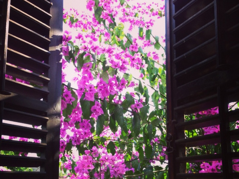 Blick aus dem Fenster mit Holzläden auf die blühende Bougainvillea in einem Haus in Tivat, Montenegro.