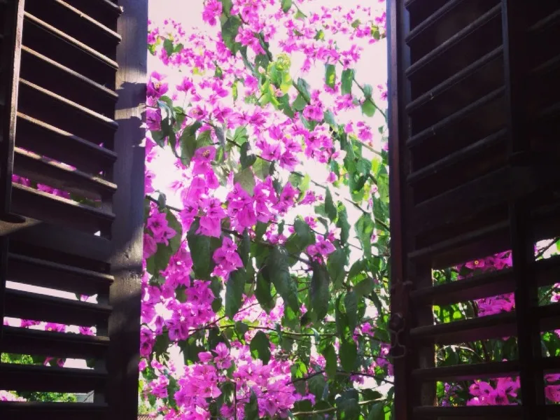 Blick aus dem Fenster mit Holzläden auf die blühende Bougainvillea in einem Haus in Tivat, Montenegro.