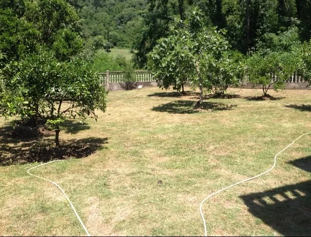 Grüner Garten mit Obstbäumen und Rasen auf dem Grundstück eines Privathauses in Tivat, Montenegro.