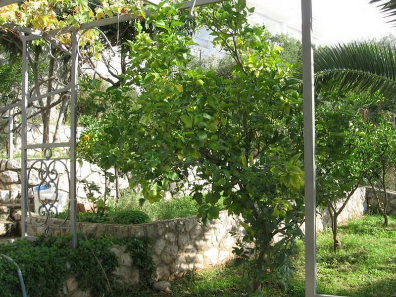 Green garden with a lemon tree and a stone terrace by the house in Dobri Vody, Montenegro.