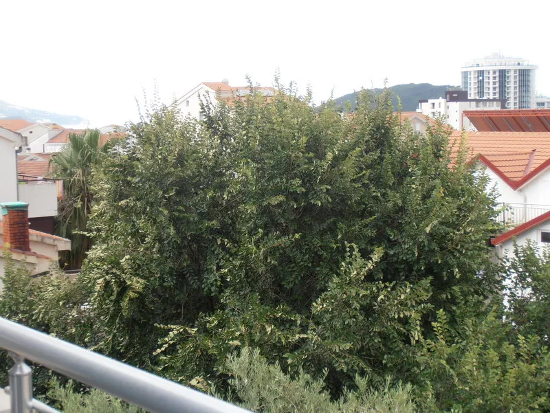 Pogled sa balkona stana u Budvi, Crna Gora: gusta zelena krošnja drveća u pozadini gradske izgradnje i planinskog pejzaža.