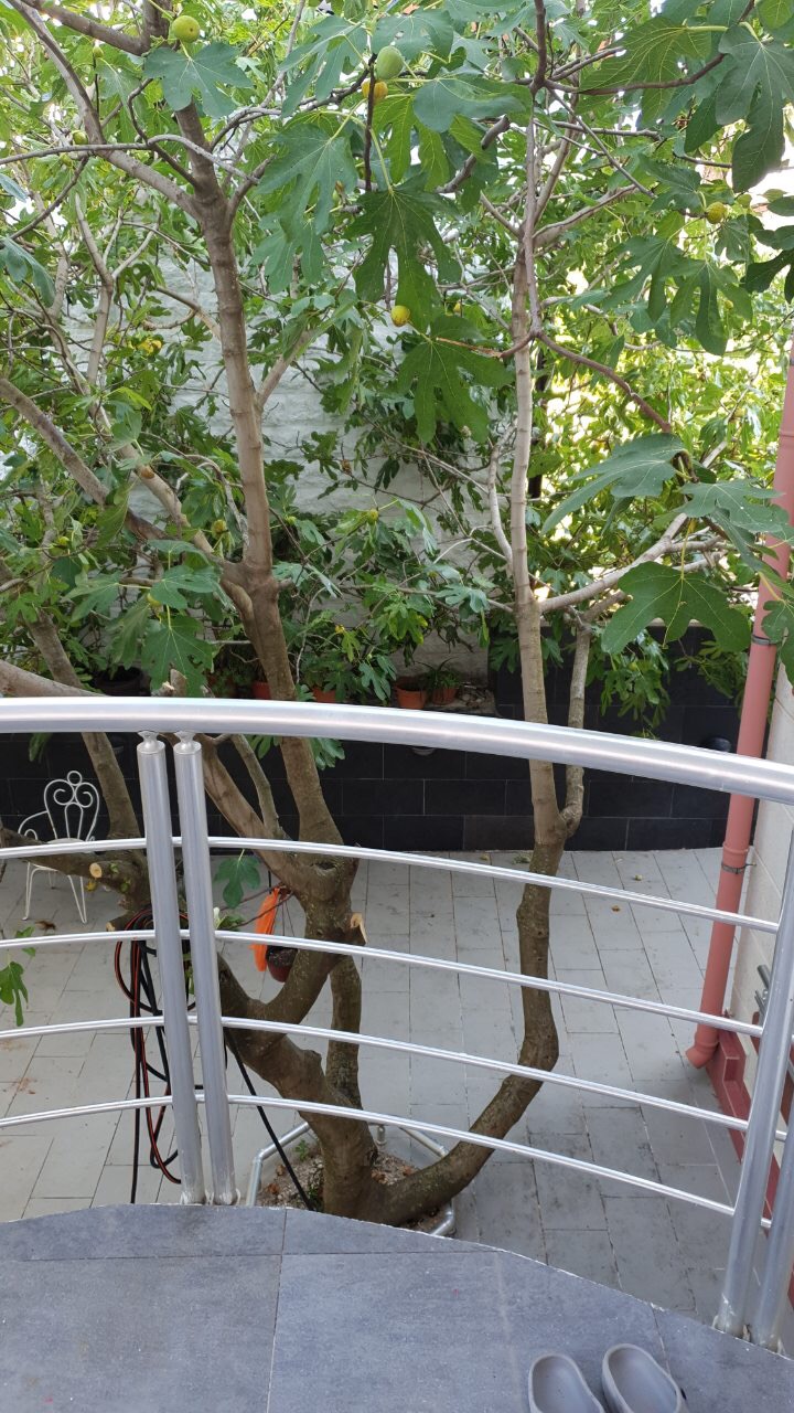 Balkon sa metalnom ogradom i pogledom na drvo smokve u privatnoj kući, grad Tivat, Crna Gora.