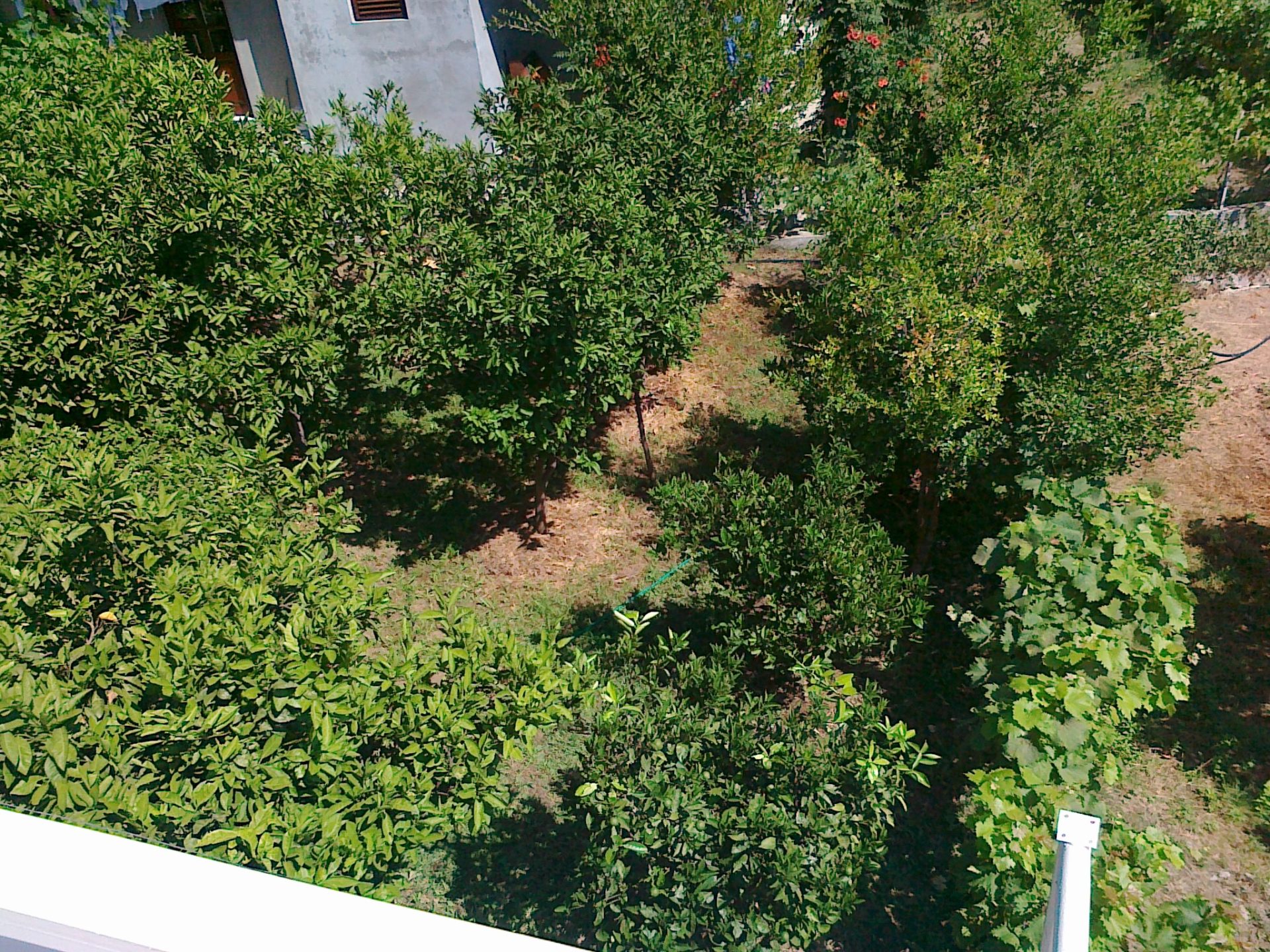 Karadağ, Herceg Novi’de özel bir evin yanında narenciye ağaçları ve üzüm asmalarının bulunduğu yeşil bahçe manzarası.
