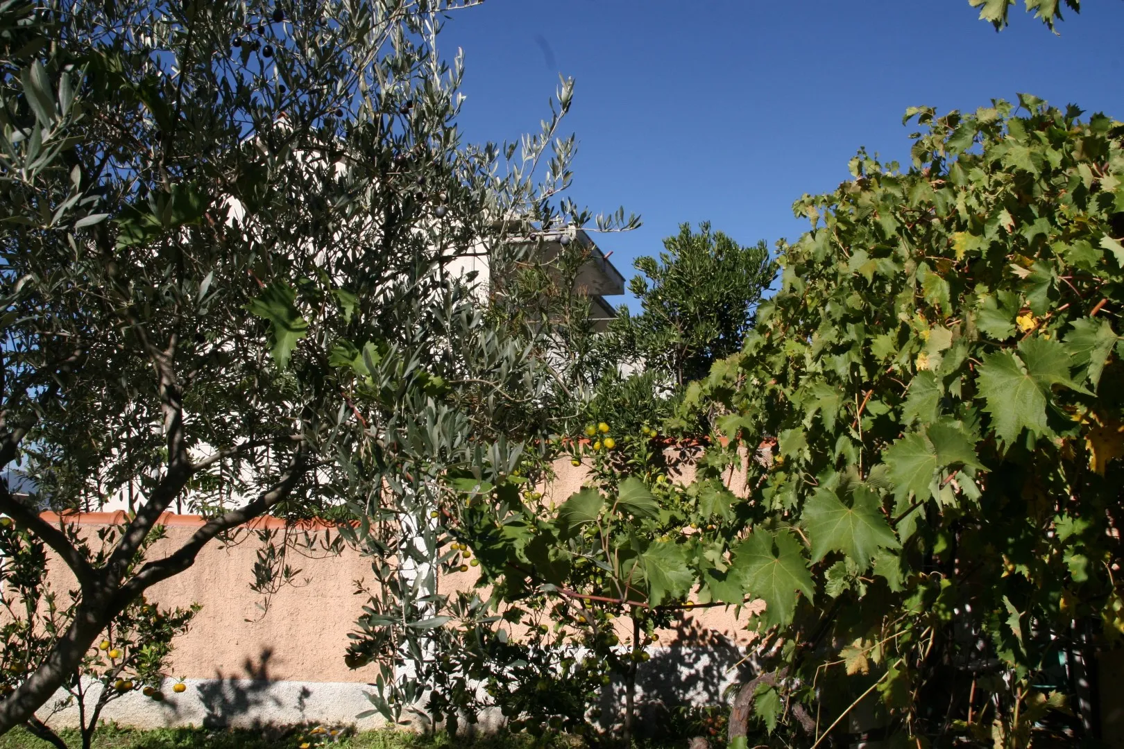 Blick auf einen Innenhof mit Grün, Bäumen und Mauerabschnitt vor einem Gebäude unter blauem Himmel.