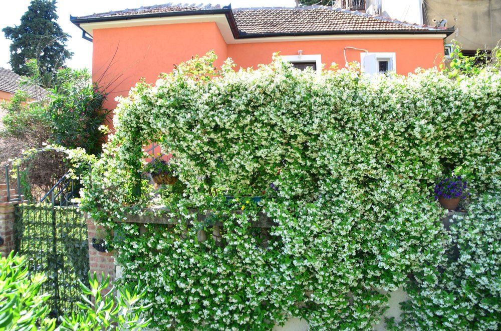 Fassade eines Hauses in Herceg Novi, Montenegro, geschmückt mit einer blühenden Kletterpflanze und einer Terrasse mit schmiedeeisernem Geländer.