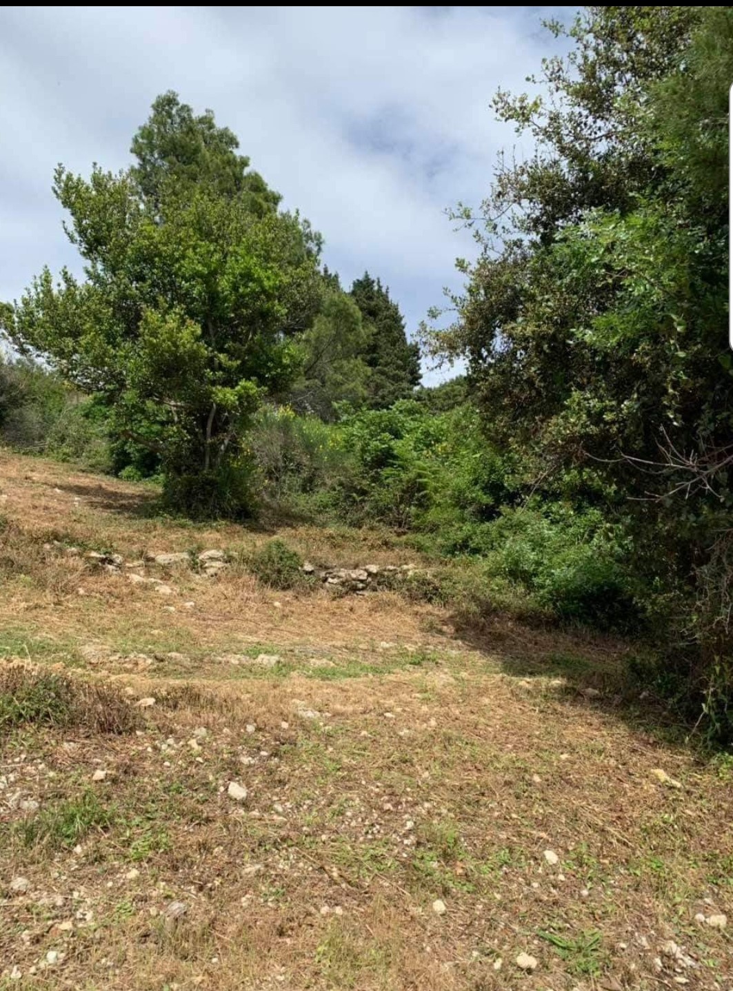 Building plot in Ulcinj, Montenegro: flat terrain with trees and stonework on the property.