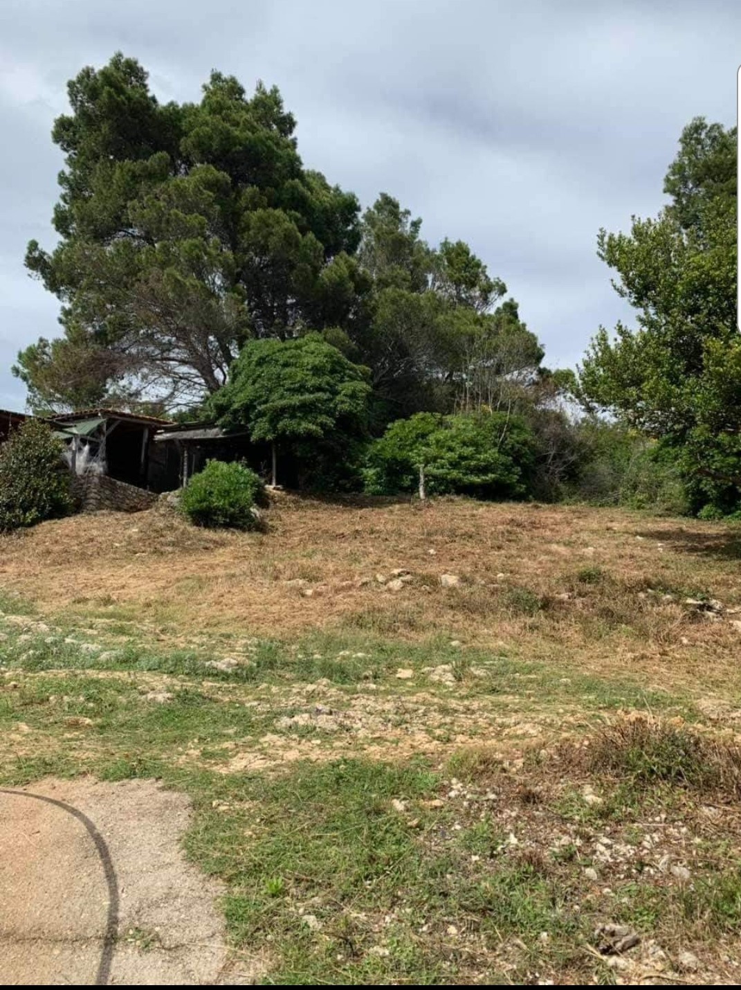Building plot in Ulcinj, Montenegro: flat terrain, conifer trees, and an old structure on the property.