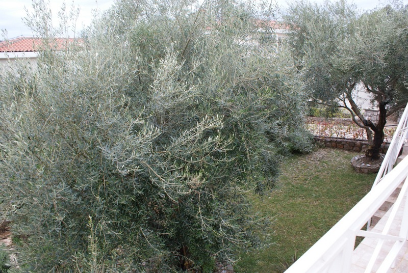 Blick vom Balkon eines Hauses in Bigovo, Montenegro: grüner Garten mit Olivenbäumen und Terrasse mit weißen Geländern.