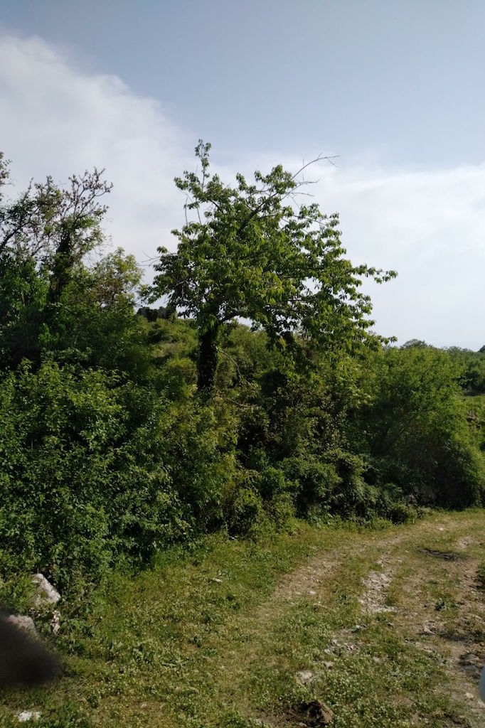 Zelena parcela sa drvećem i zemljanim putem u Svetom Stefanu, Crna Gora. Pogled na prirodni pejzaž.