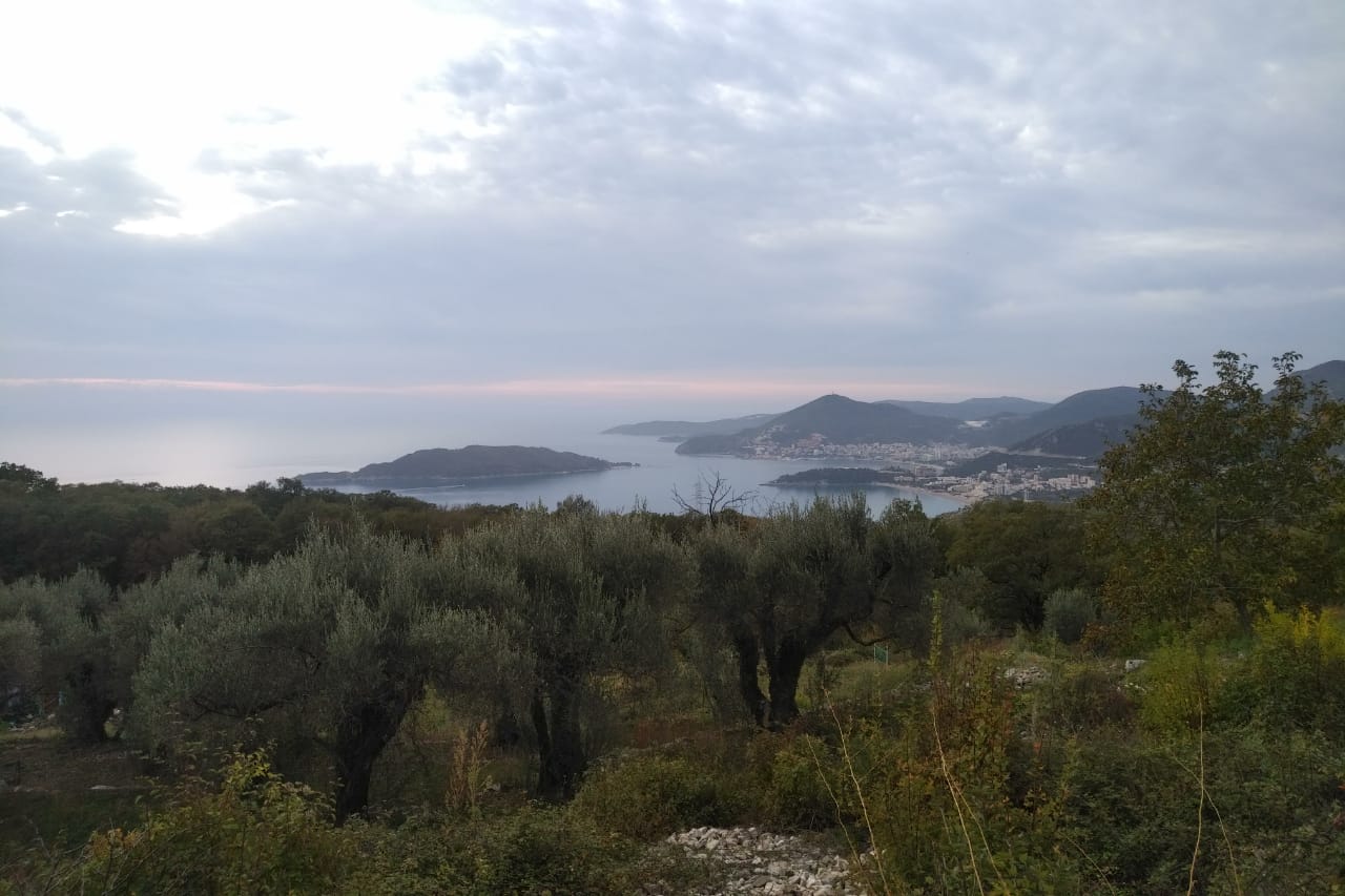 Panoramski pogled na more i ostrvo Sveti Stefan sa zemljišta u Crnoj Gori, okruženog maslinama.