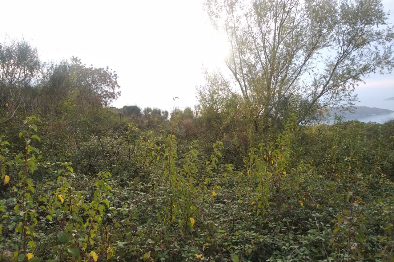 Građevinsko zemljište u Svetom Stefanu, Crna Gora, sa panoramskim pogledom na more i zelenom površinom.