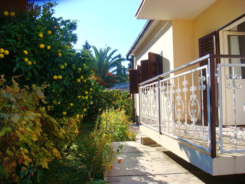 Balcony of a house in Baošići, Montenegro, with a wrought-iron railing and a view of the garden with fruit-bearing citrus trees.