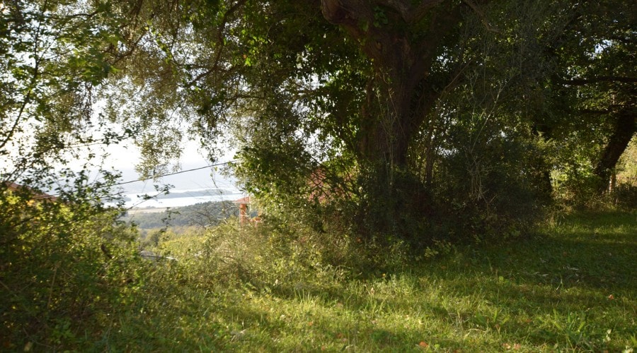 Land plot in Kavac, Montenegro: sea and mountain views among olive trees and greenery, panoramic landscape.