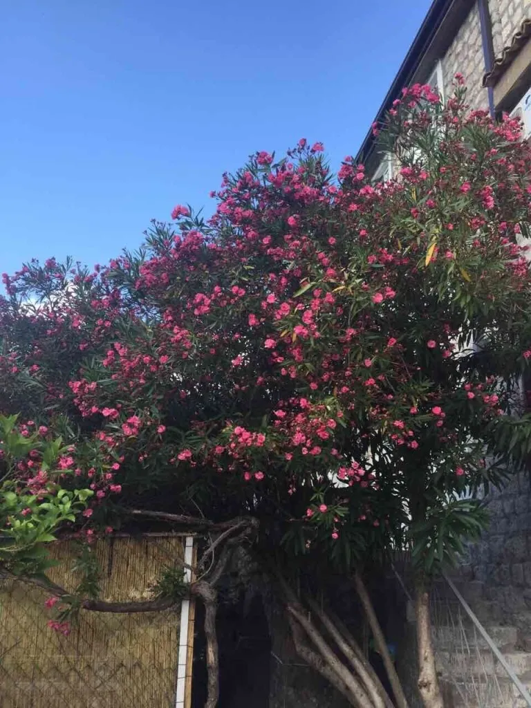 Laurier-rose en fleurs devant la façade d’un mini-hôtel à Rafailovici, Monténégro : vue sur le bâtiment avec parement en pierre et terrasse.