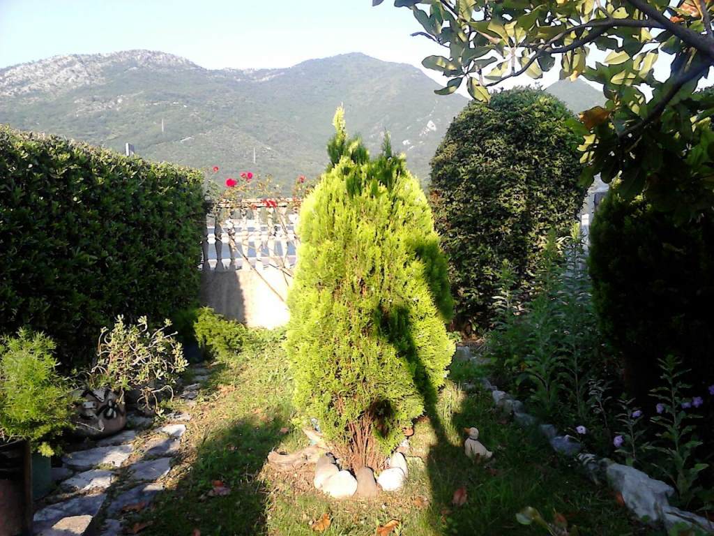Gepflegter Garten mit Nadelbäumen und Bergblick am Haus in Kamenari, Montenegro. Grünes Grundstück eines Privatgrundstücks.