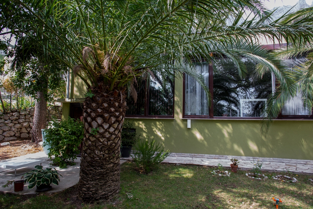 Grüne Hausfassade mit Panoramafenstern und einer Palme im Garten, Orahovac, Bucht von Kotor, Montenegro.
