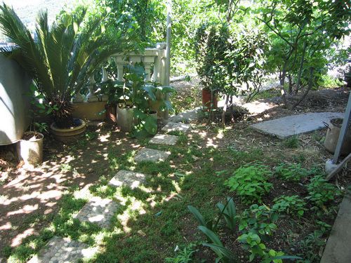Gemütlicher grüner Garten mit Steinweg am Haus in Bečići, Montenegro, mit tropischen Pflanzen und Terrasse.