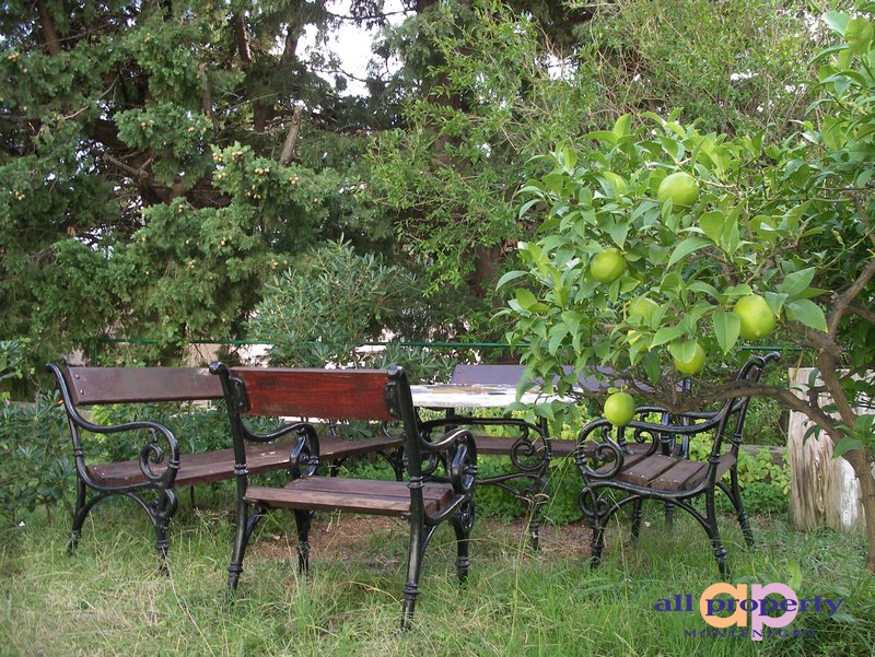 Gemütliche Sitzecke mit schmiedeeisernen Bänken in einem grünen Garten mit Zitronenbaum am Haus in Petrovac, Montenegro.