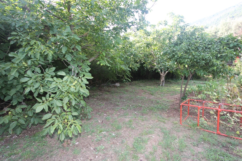 Grundstück mit Obstgarten und Bäumen in Budva, Montenegro, Blick auf das Grundstück des Objekts 776.
