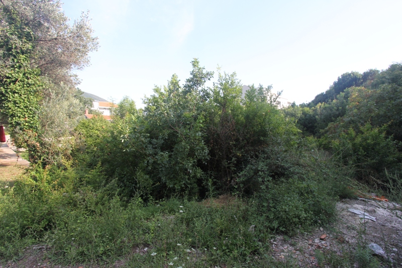 Baugrundstück in Budva, Montenegro: Blick auf das Grundstück mit dichtem Grün und Bäumen.