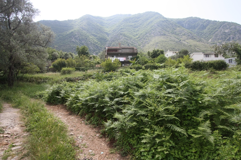 Land plot in Prčanj, Montenegro: mountain view, green area with ferns, and a residential house in the background.