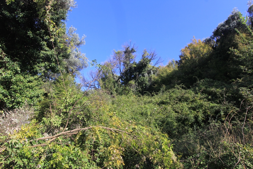 Grünes Grundstück mit dichter Vegetation und Bäumen in Petrovac, Montenegro, Blick auf die natürliche Landschaft des Objekts.