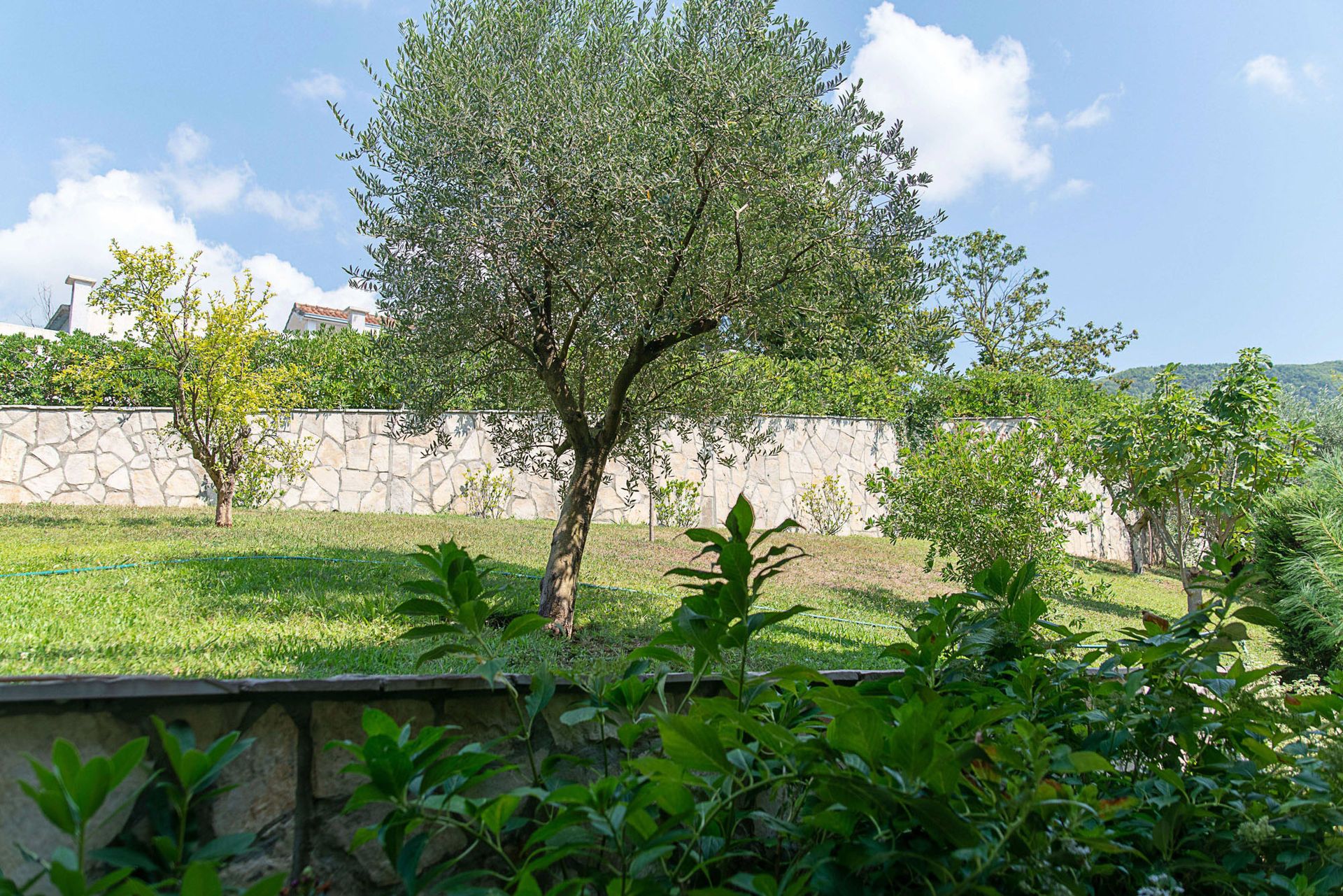 Jardin bien entretenu avec un olivier et une clôture en pierre près d’une maison de ville à Lastva, Monténégro.