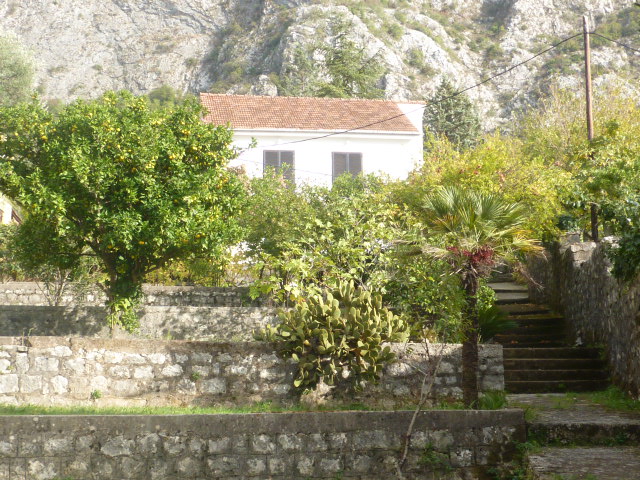 Weißes Haus mit Ziegeldach in einem Garten mit Palmen und Zitronenbäumen, Kumbor, Montenegro.