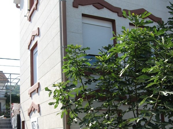Fassade eines Hauses in Tivat, Montenegro: helle Fassade, dekorative Elemente und ein grüner Feigenbaum am Fenster.
